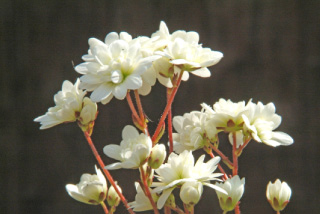 Saxifraga granulata 'Plena' Haarlem's Klokkenspel bestellen